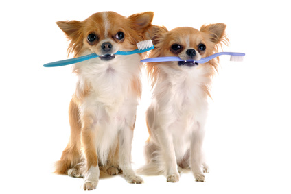 honden tandenborstel